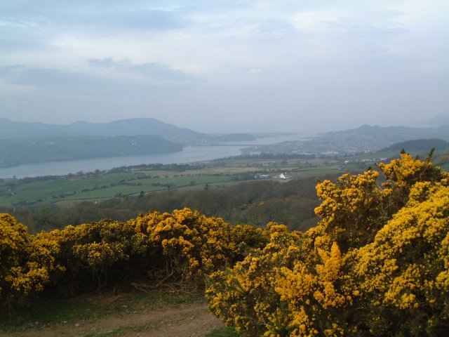 gorse and estuary