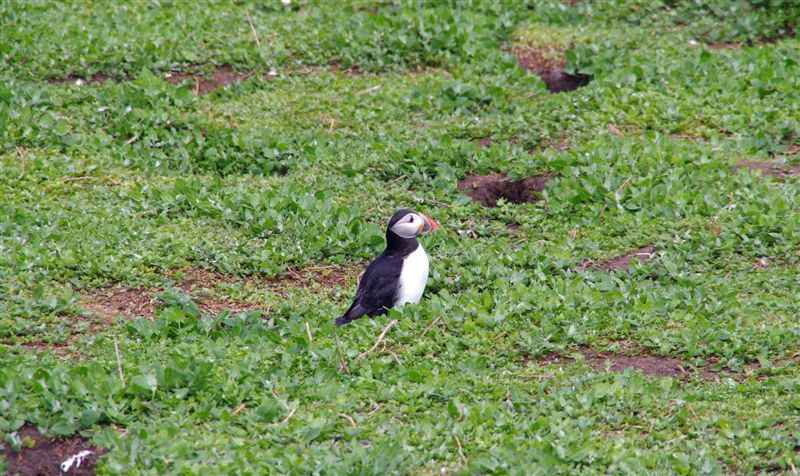 {short description of image}