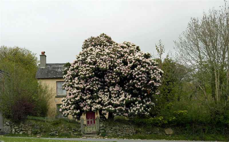 {short description of image}