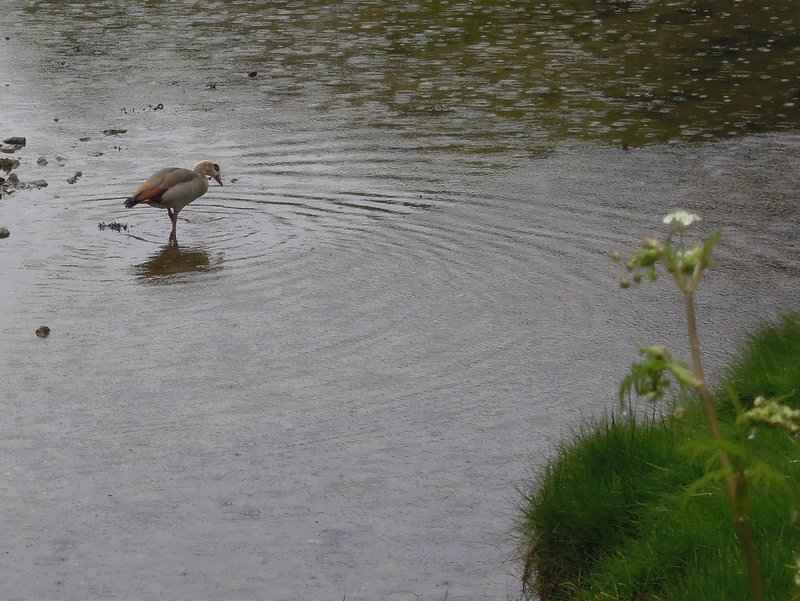 {short description of image}