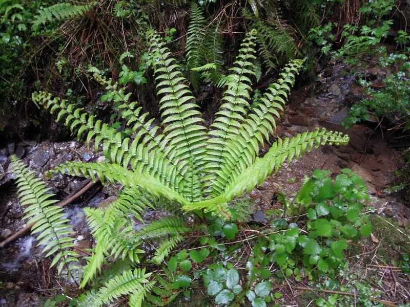 {short description of image}