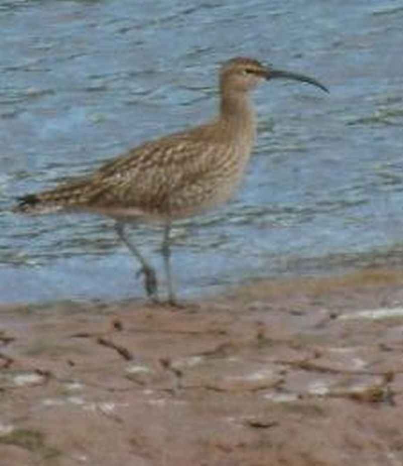 {short description of image}