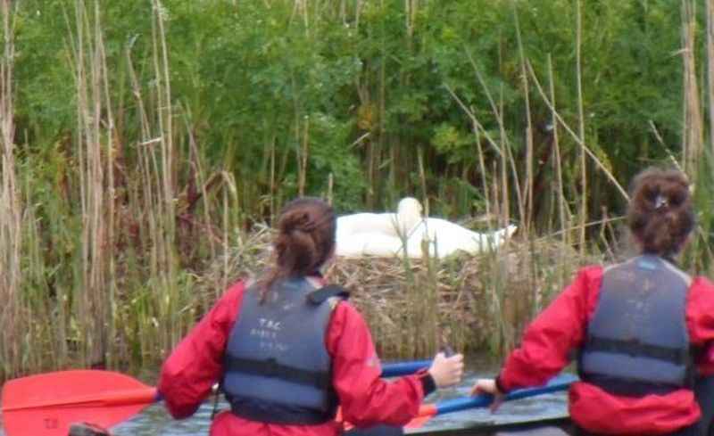 {short description of image}