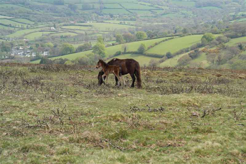 {short description of image}