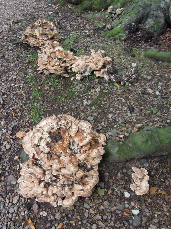 {short description of image}