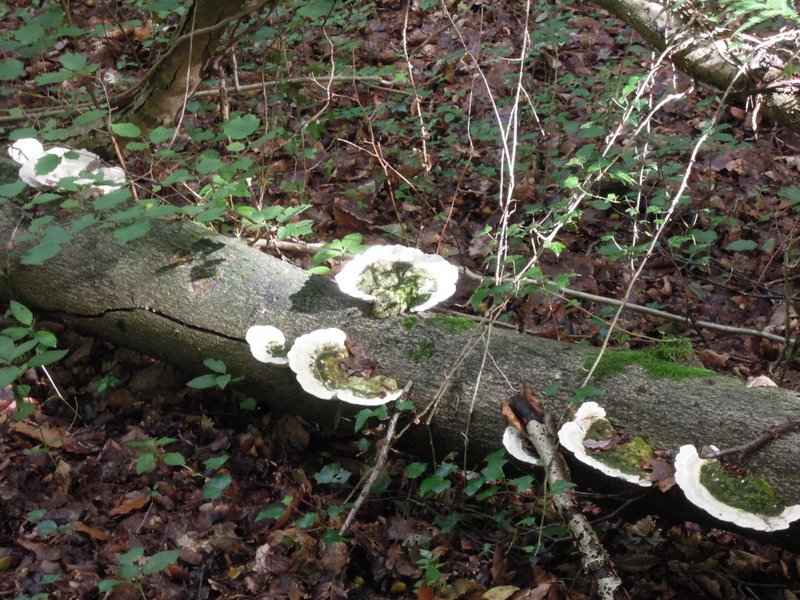 {short description of image}