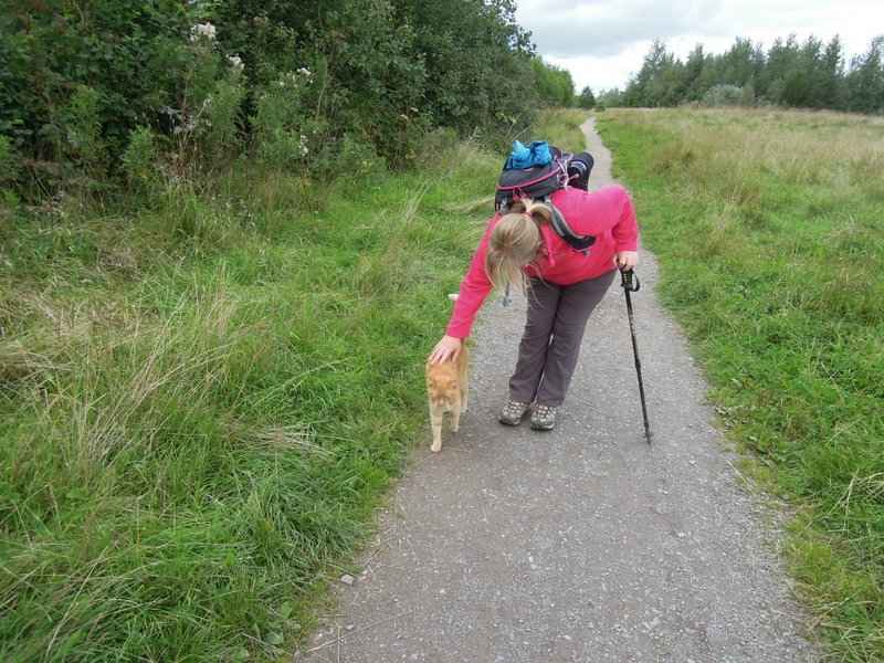 {short description of image}