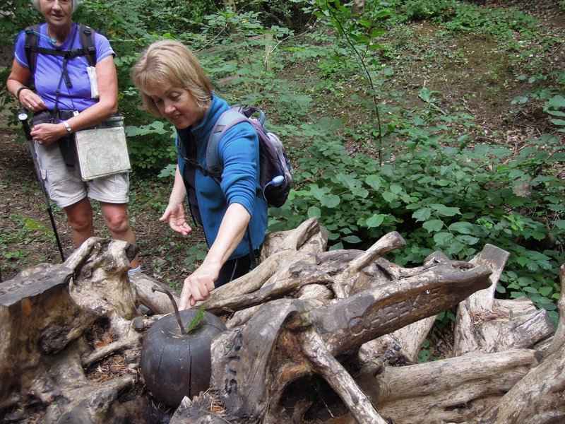 {short description of image}