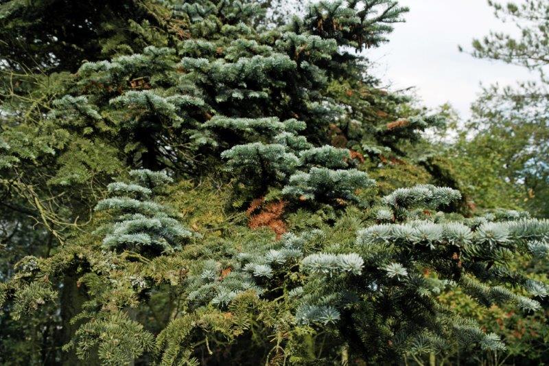 {short description of image}