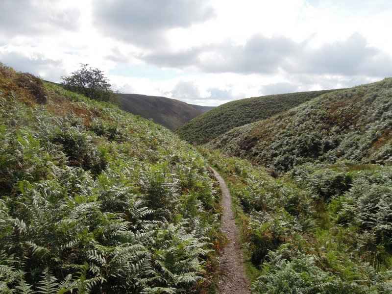 {short description of image}