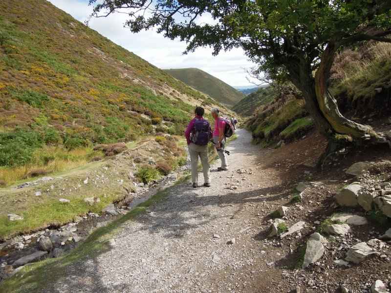 {short description of image}