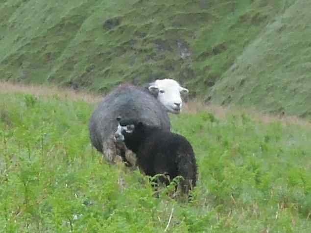 {short description of image}