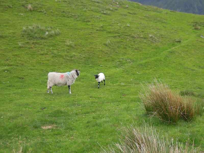 {short description of image}