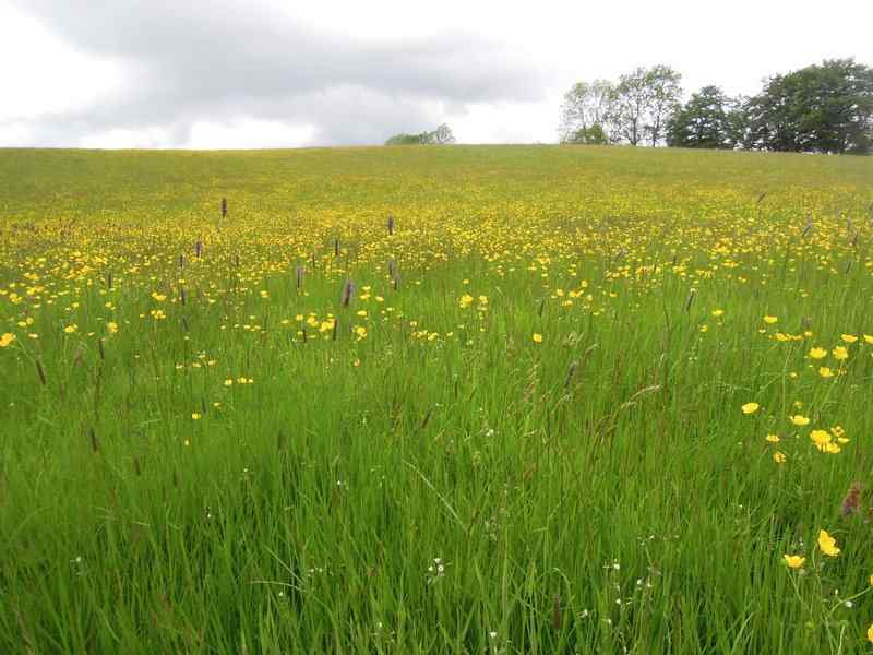 {short description of image}