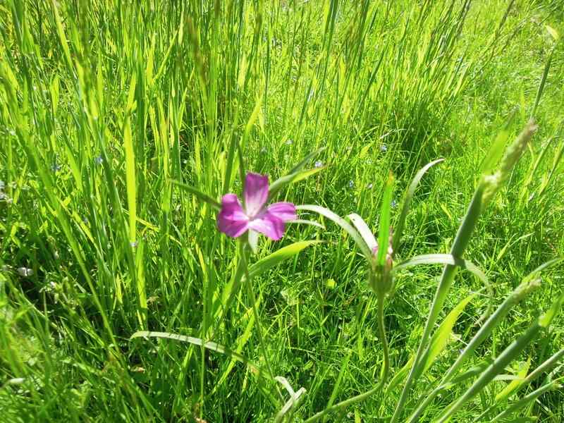 {short description of image}