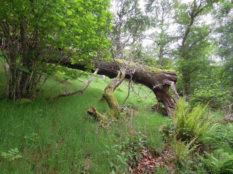 {short description of image}