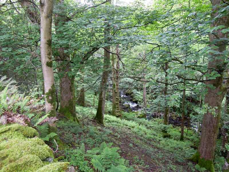 {short description of image}