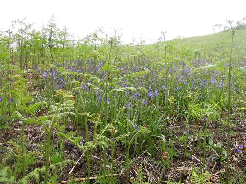 {short description of image}