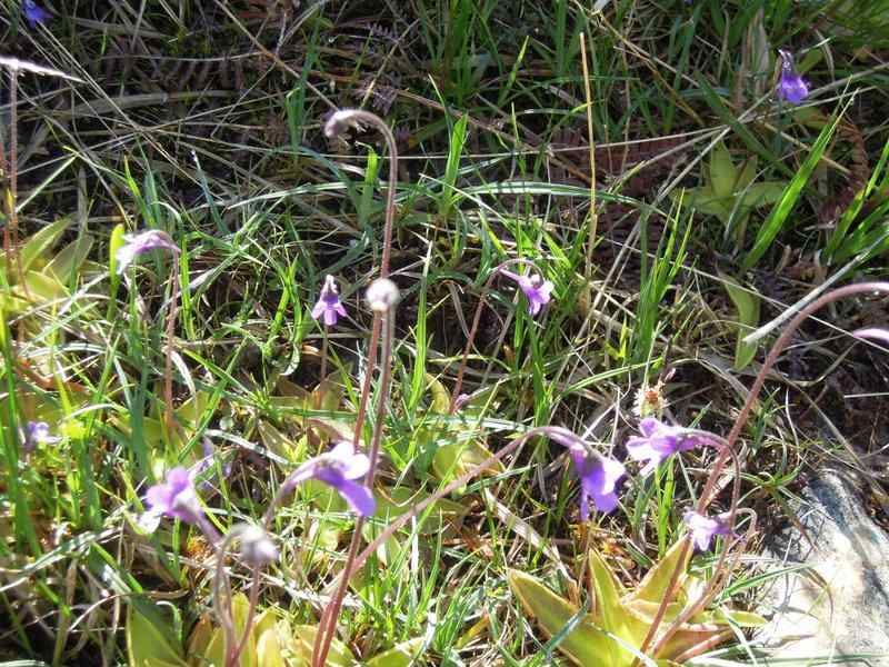 {short description of image}