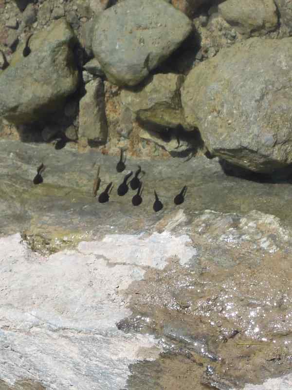 {short description of image}