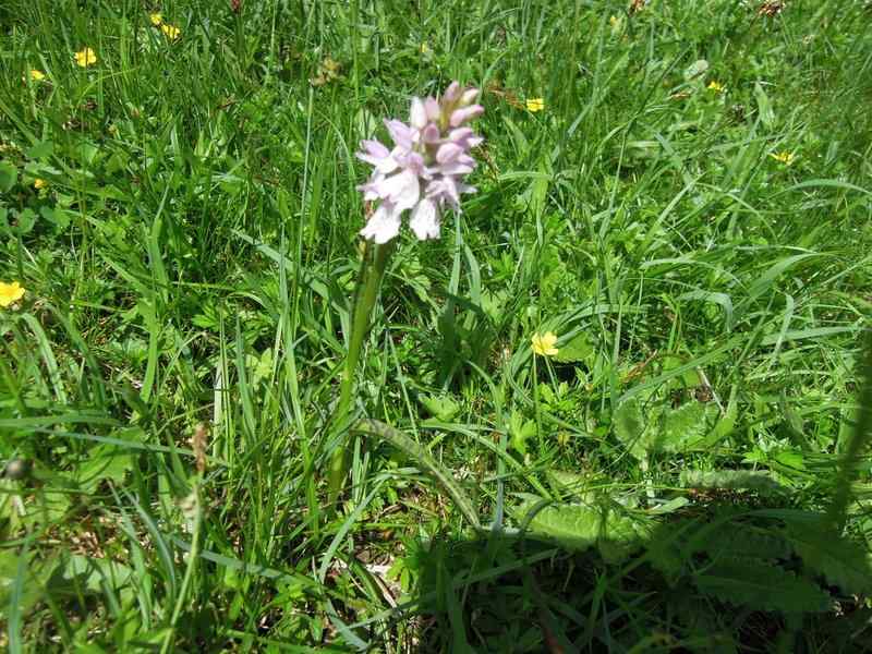 {short description of image}