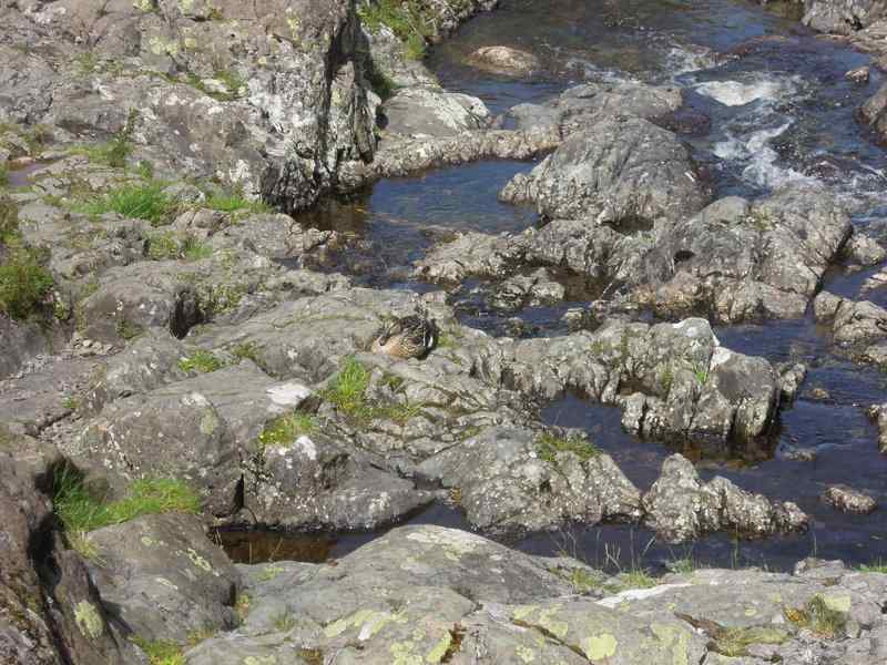 {short description of image}