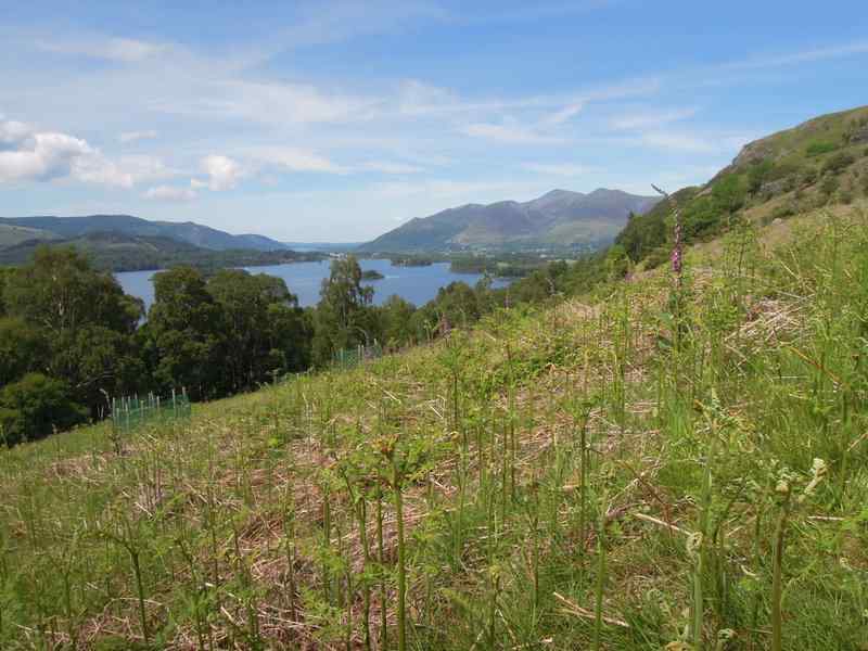 {short description of image}