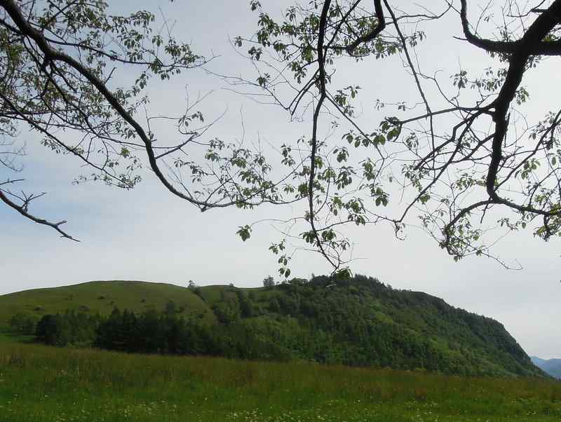 {short description of image}