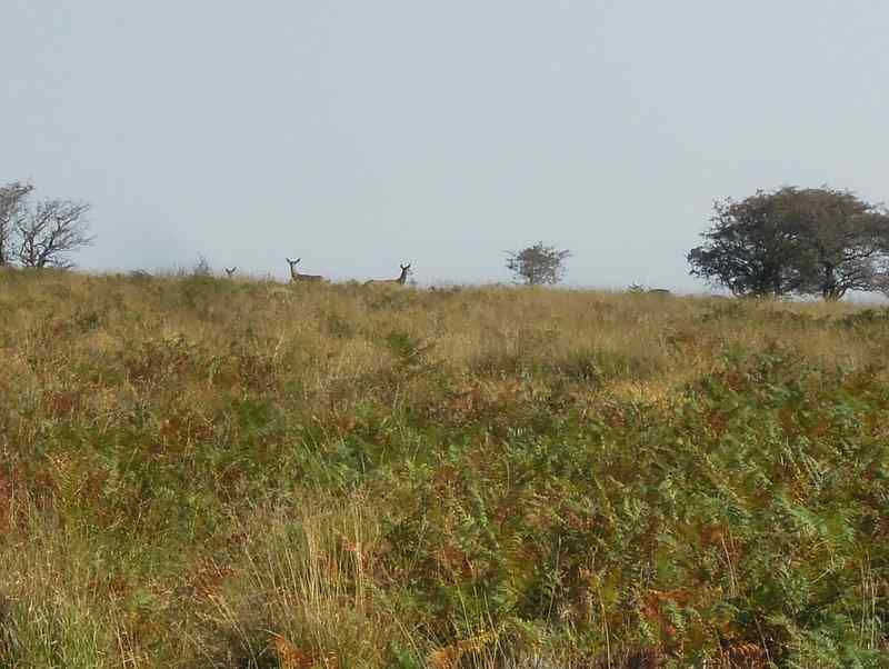 {short description of image}