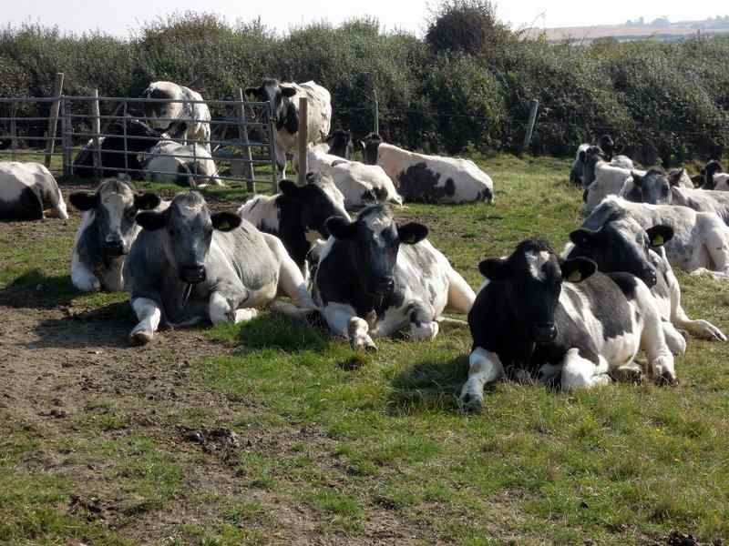 {short description of image}