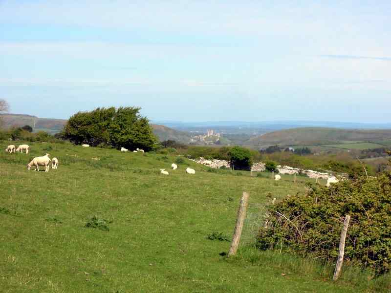 {short description of image}