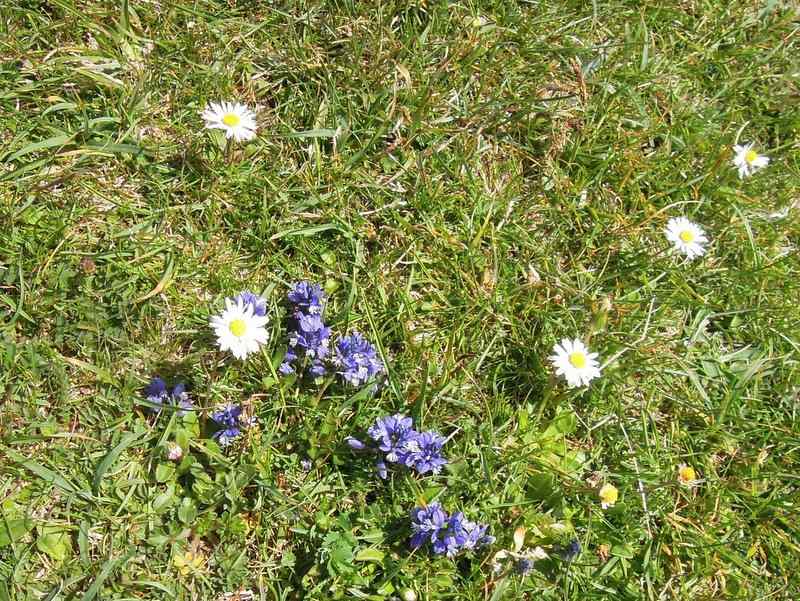 {short description of image}