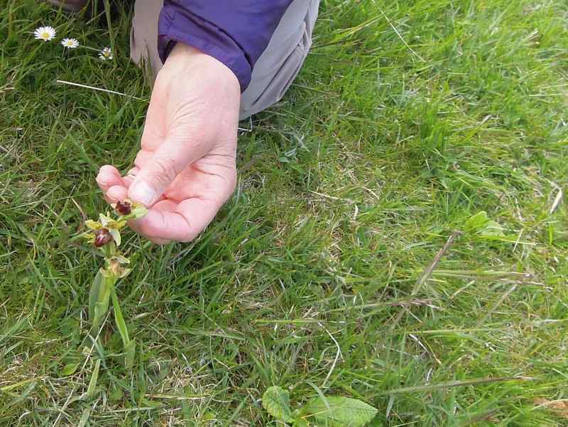 {short description of image}