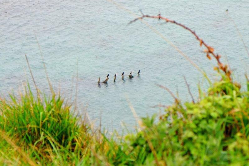 {short description of image}