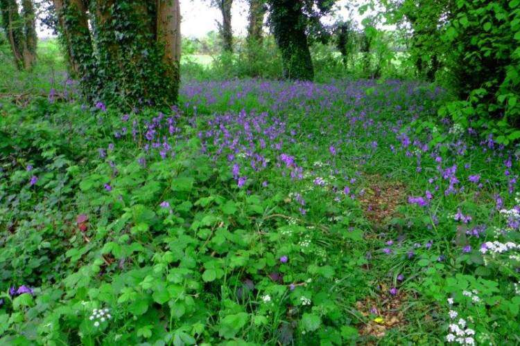 {short description of image}