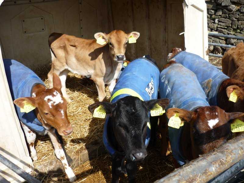 {short description of image}