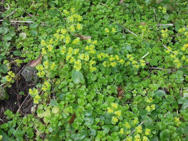 {short description of image}