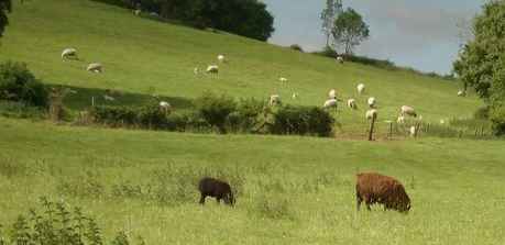 Zwartbles Sheep