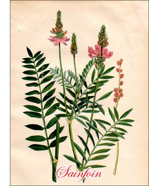 Sainfoin