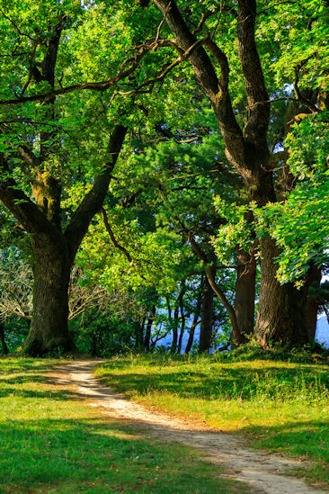 Trail stretches up to the forest