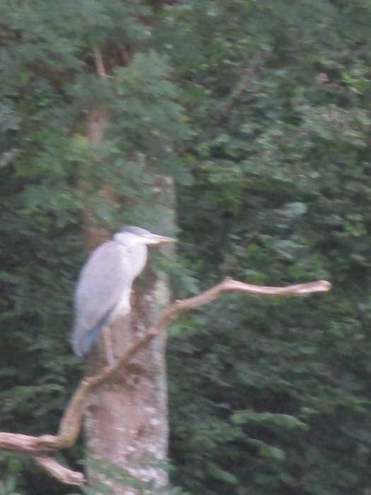 A heron leads us on, stopping on branches then moving on