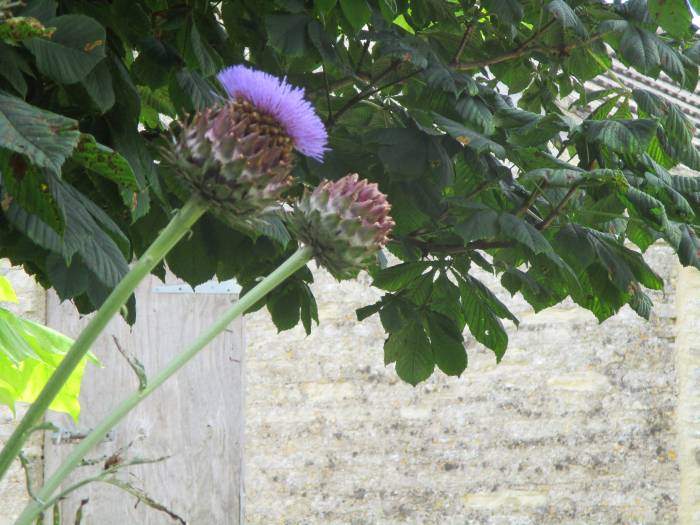 We discuss whether this is a thistle or an artichoke