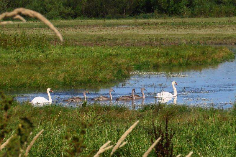 A family of swans come out to welcome us