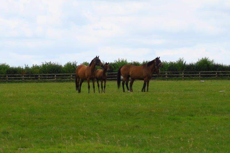 Mares and foals looking curious