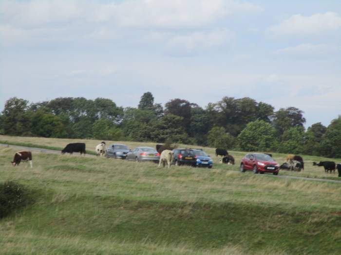 Cows and cars in close proximity