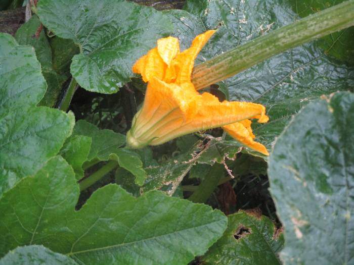 Courgette flowers by the roadside