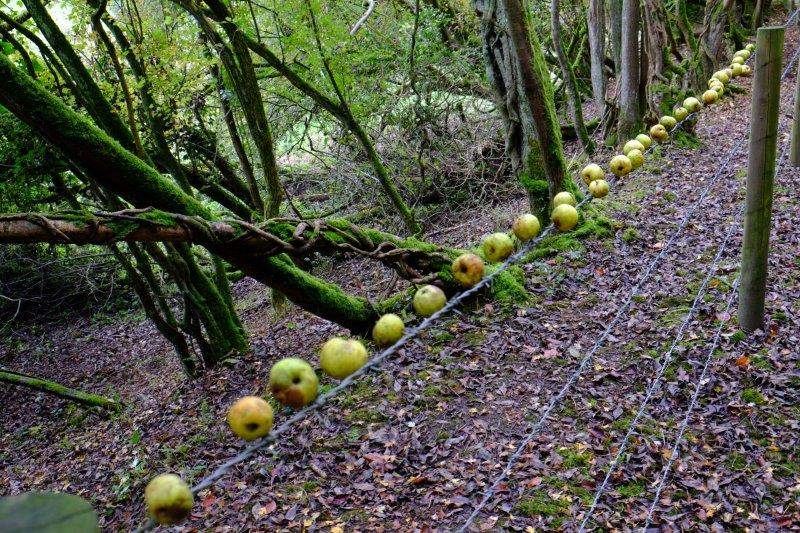 Never seen apples growing like that before. Easy pickers