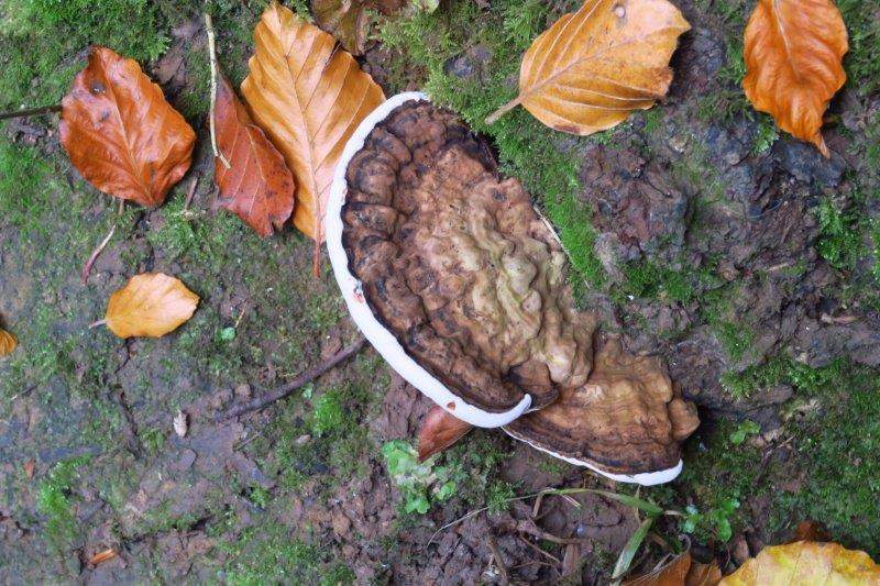 A strange fungus