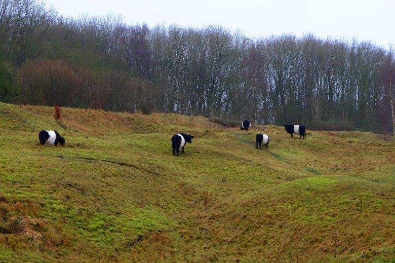 Belted Galloways grazing the hillside at Barrow Wake