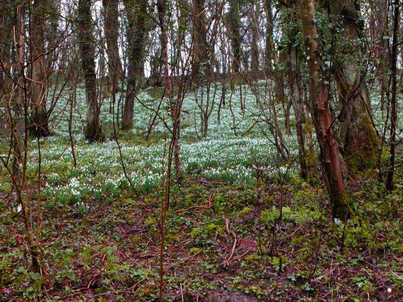 Where we see more snowdrops
